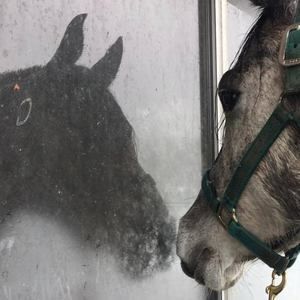 Meet your Posher, Indigo.